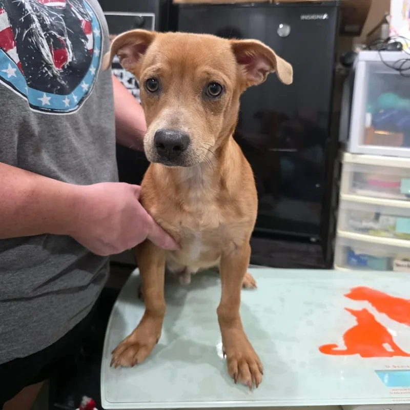 A baby small-sized male Brown / Chocolate American Staffordshire Terrier dog named Waffles for adoption in Amarillo, TX