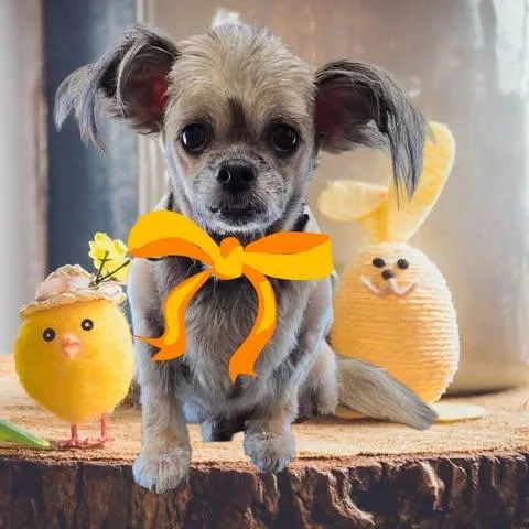 A young small-sized female Pomeranian dog named Sable for adoption in Dallas, TX