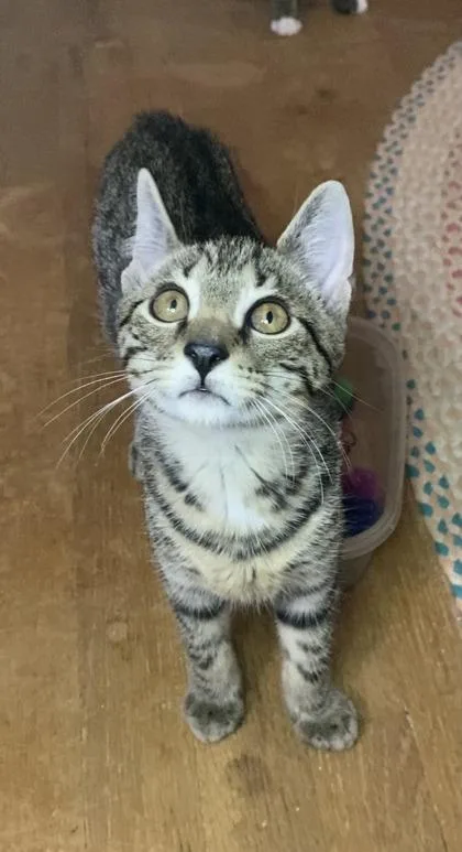 A baby small-sized male Domestic Short Hair cat named Kip for adoption in Ringoes, NJ