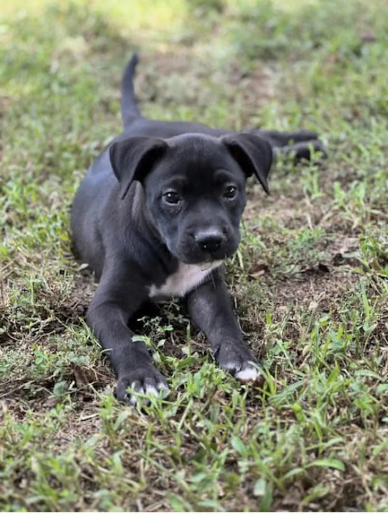 A baby medium-sized female Black American Bulldog dog named Skye for adoption in Watertown, CT