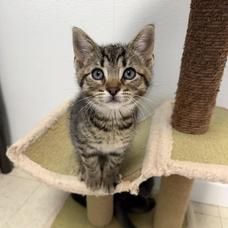 A baby small-sized male Brown / Chocolate Domestic Short Hair cat named Aether for adoption in Milford, IA