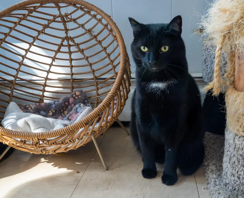 A young medium-sized male Domestic Short Hair cat named Galileo for adoption in Warwick, RI
