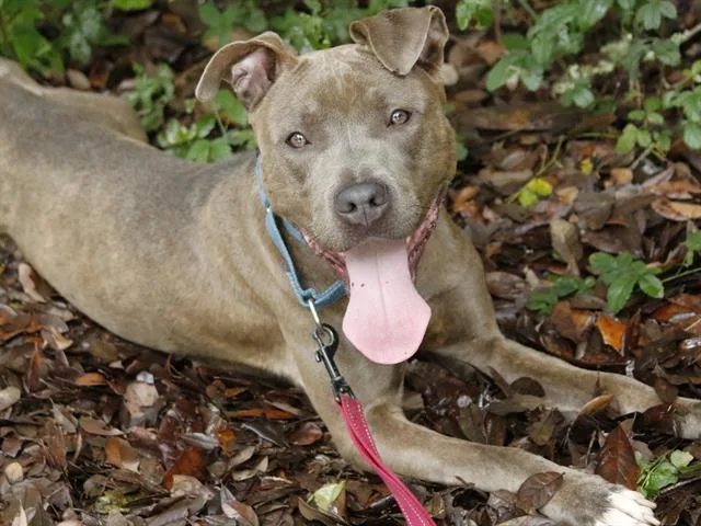 A young medium-sized female American Staffordshire Terrier dog named Berlin for adoption in Tallahassee, FL