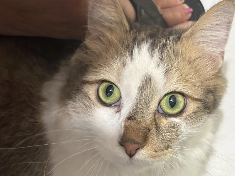 A young medium-sized male Domestic Long Hair cat named Archie for adoption in Glendale, AZ