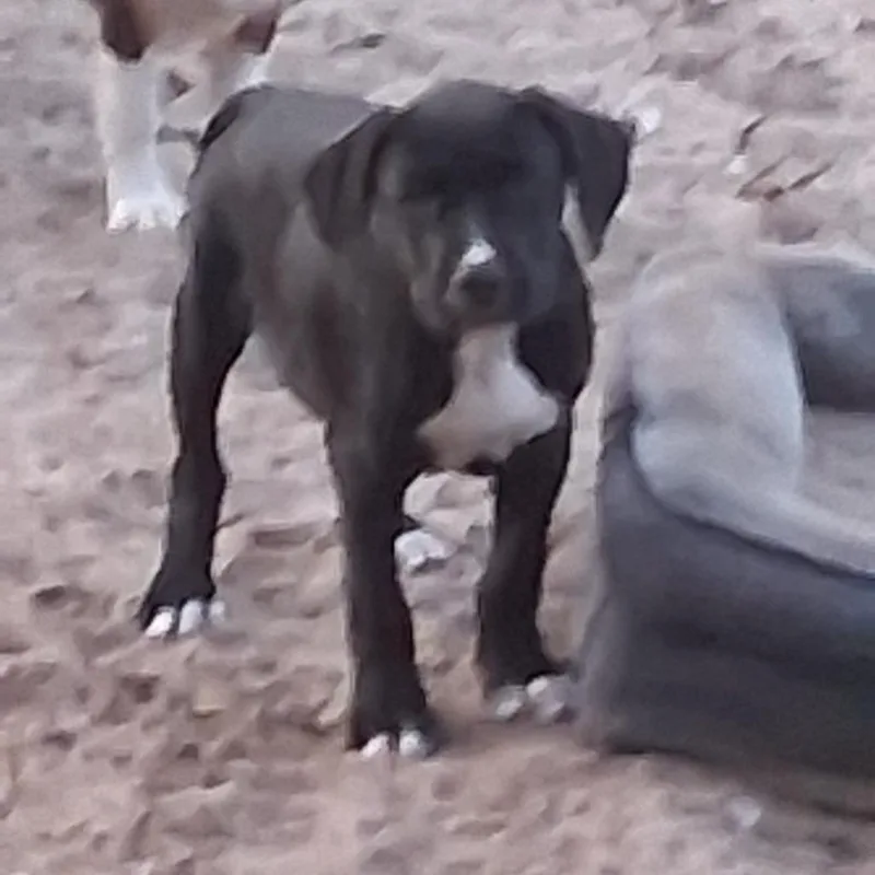 A baby medium-sized female Black Mixed Breed dog named Daphne for adoption in Morriston, FL