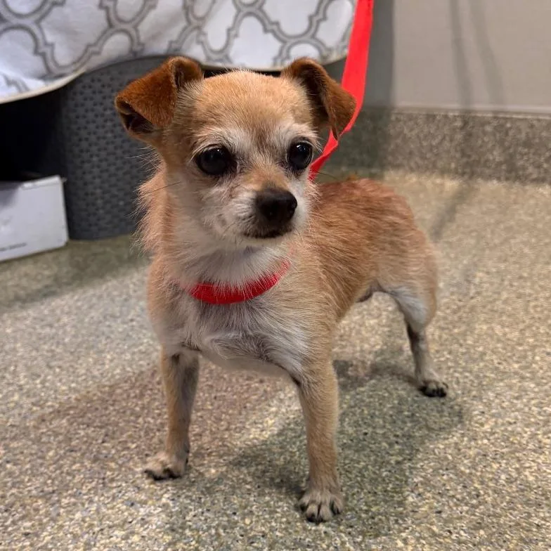 An adult small-sized male Yellow / Tan / Blond / Fawn Terrier dog named IVHSStray for adoption in San Gabriel, CA