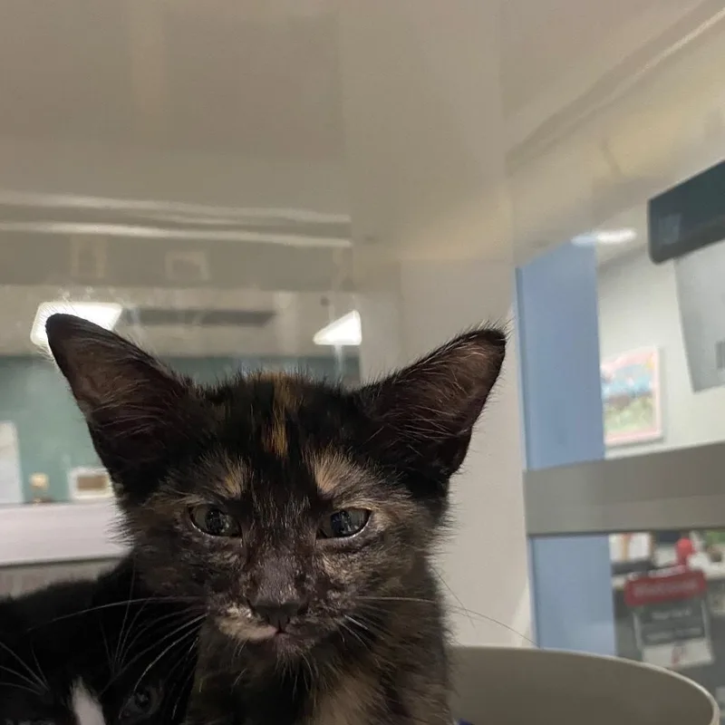 A baby medium-sized female Tortoiseshell cat named Cora A for adoption in Plano, TX