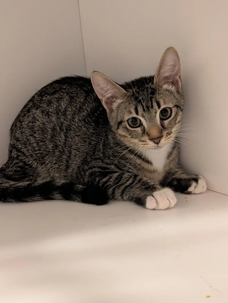 A young medium-sized male Domestic Short Hair cat named Peter for adoption in Pompano Beach, FL