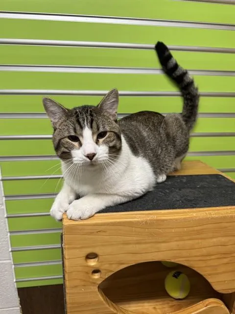 A young large-sized male Domestic Short Hair cat named Jc for adoption in Saint Peters, MO