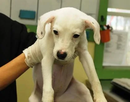A baby medium-sized female Terrier dog named Pup Tart for adoption in Picayune, MS