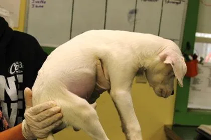 Pup Tart thumbnail 2