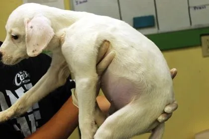 Pup Tart thumbnail 3