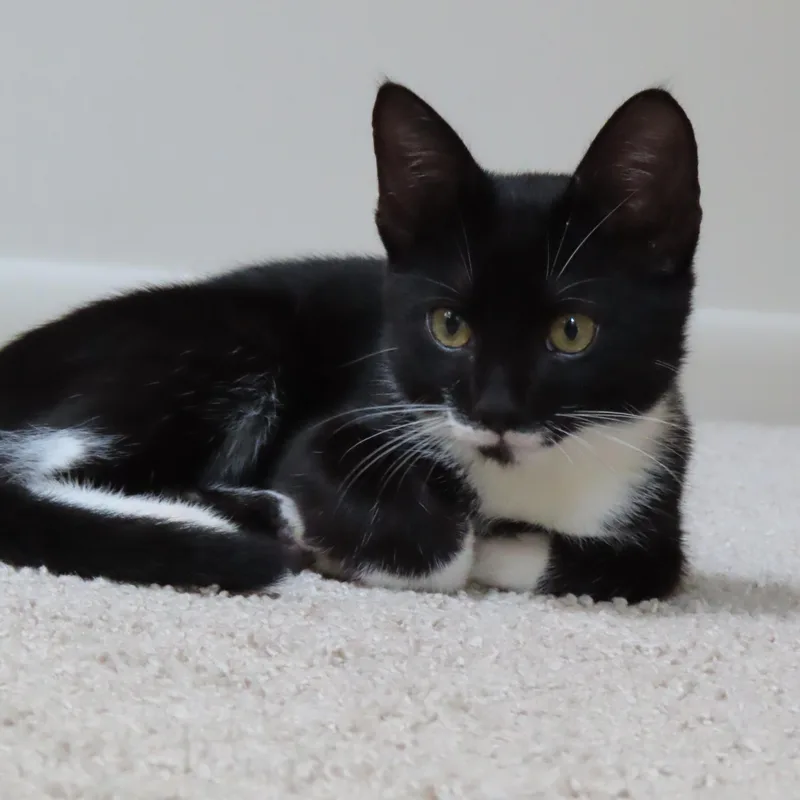 A young medium-sized male Tuxedo cat named Cacao for adoption in Mount Pleasant, SC