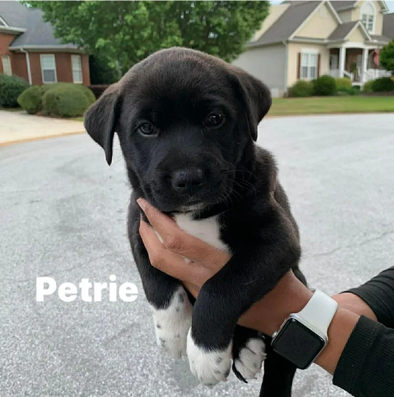 A baby medium-sized male Mixed Breed dog named Petrie for adoption in Douglas, MA