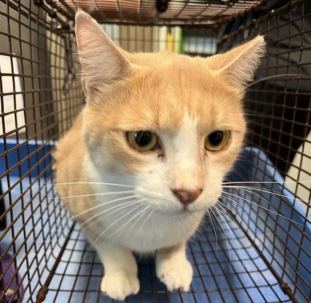 A senior large-sized male Domestic Short Hair cat named Toby for adoption in Tavares, FL
