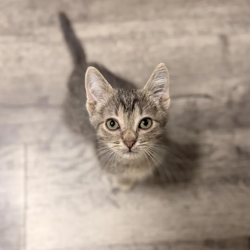 A young medium-sized male Tabby (Gray / Blue / Silver) Domestic Short Hair cat named Joker for adoption in North Richland Hills, TX