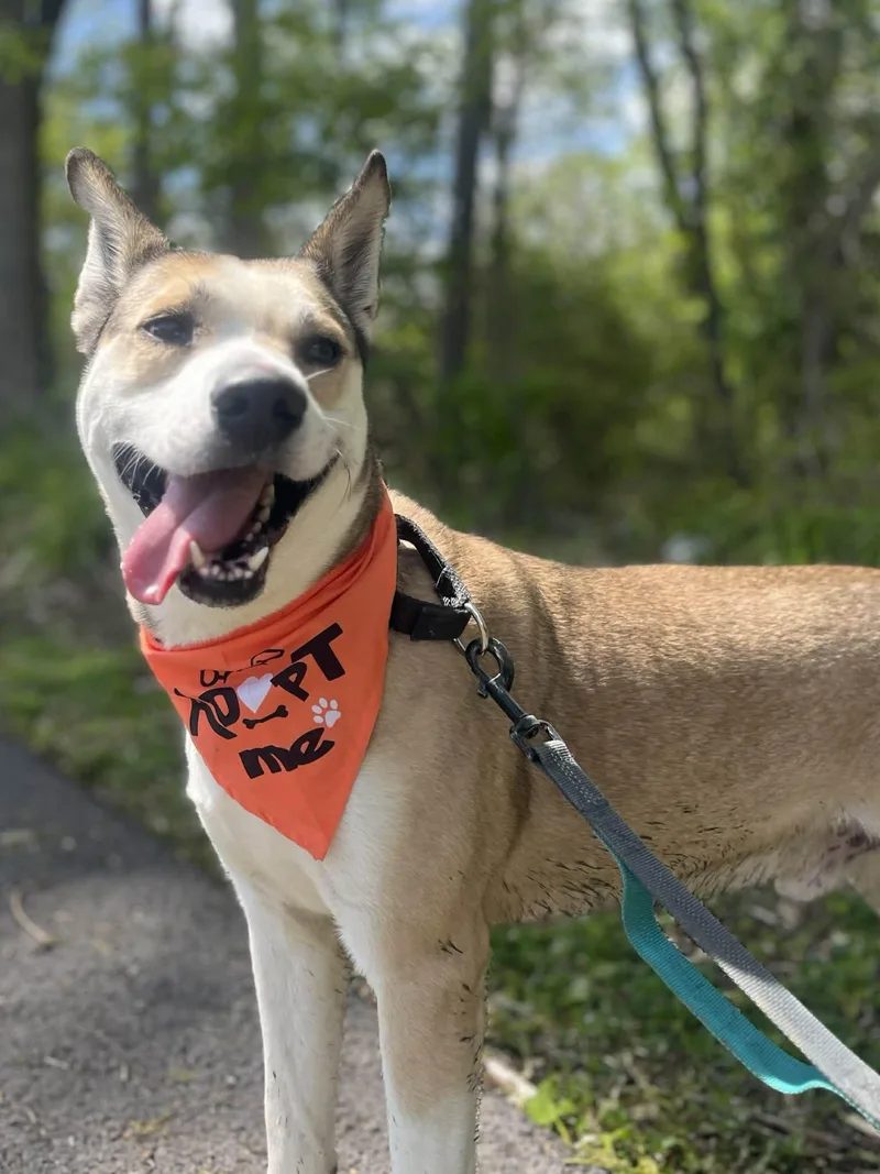 An adult medium-sized male Yellow / Tan / Blond / Fawn Shepherd dog named Tipper for adoption in Greensburg, PA