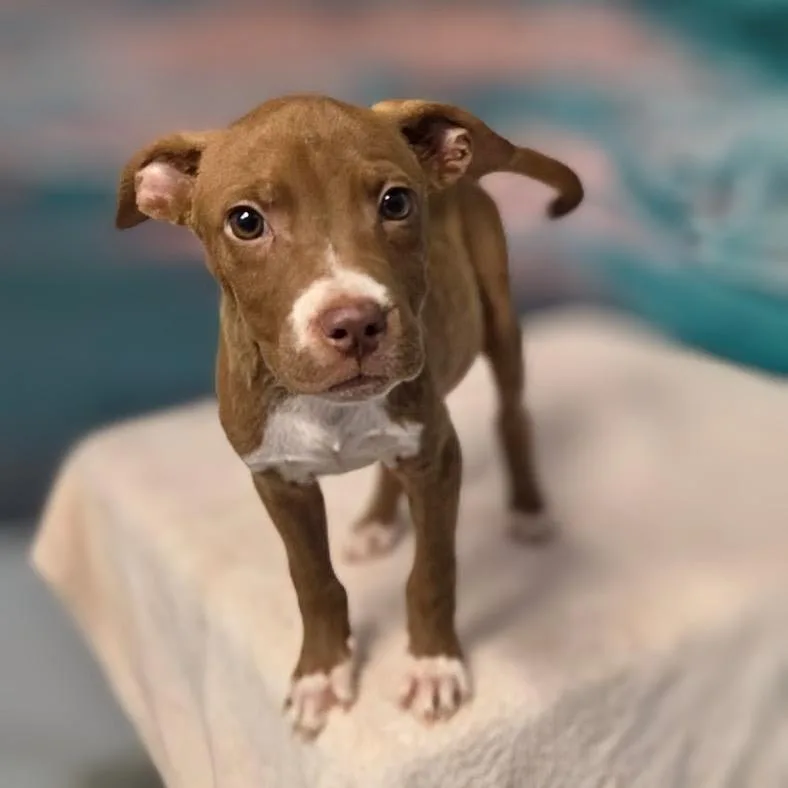 A baby medium-sized male Brown / Chocolate Pit Bull Terrier dog named Zeno for adoption in Griswold, CT