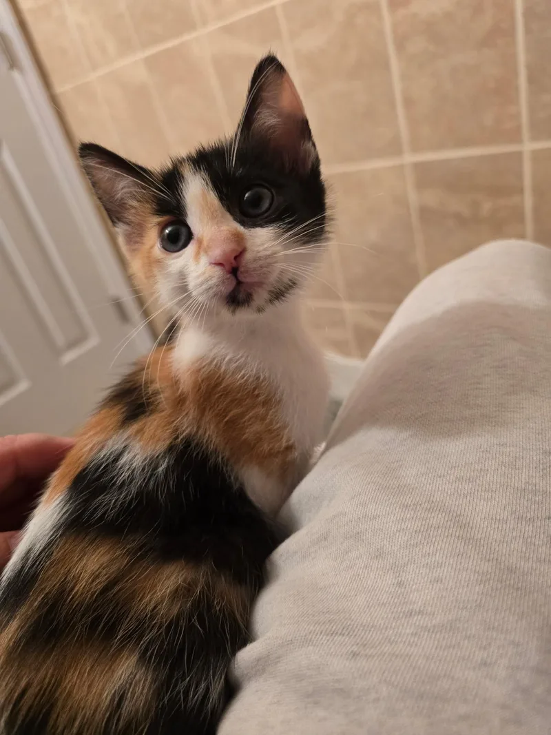 A baby small-sized female Domestic Short Hair cat named Penny for adoption in Delray Beach, FL