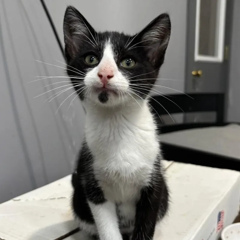 A baby small-sized male Black Domestic Short Hair cat named Kolson for adoption in Shelbyville, IN