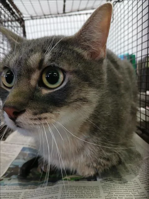 A young small-sized male Domestic Short Hair cat named Gandalf The Grey for adoption in Los Angeles, CA