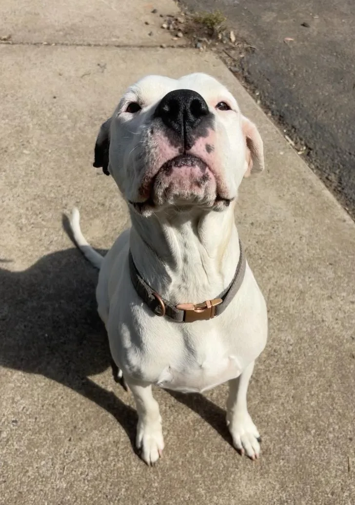 An adult medium-sized female Pit Bull Terrier dog named Harley Located in Portland for adoption in Sherman Oaks, CA