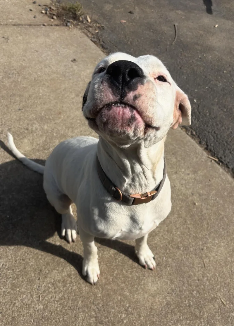 Harley Located in Portland thumbnail 2