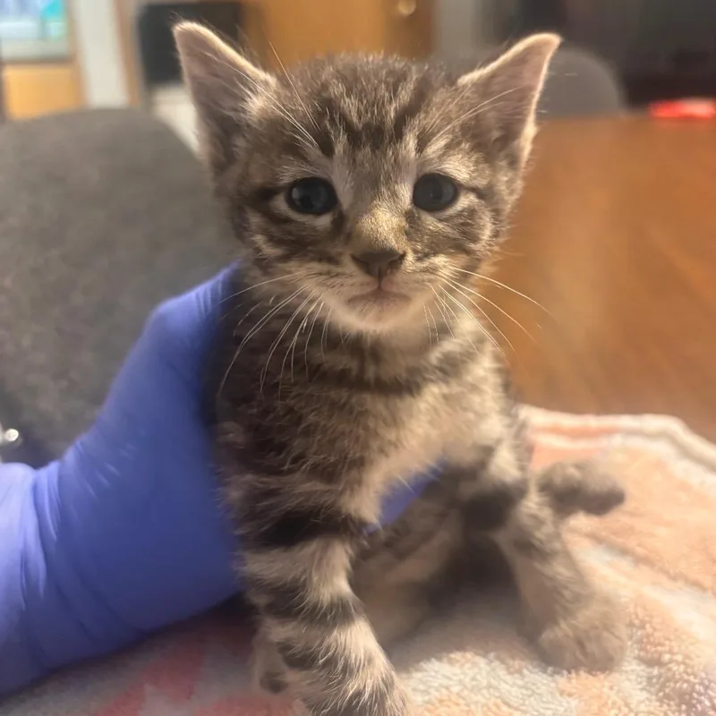 A baby small-sized male Brown / Chocolate Domestic Short Hair cat named Pressure Washer for adoption in Belleville, IL