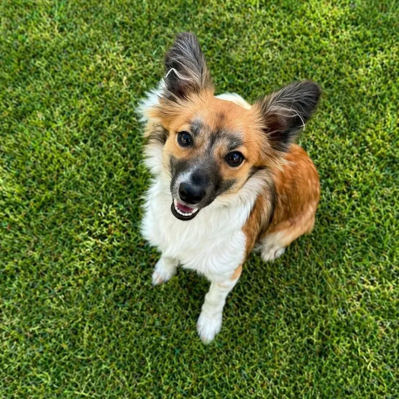 A young small-sized female Tricolor (Brown, Black, & White) Papillon dog named Skye for adoption in Dysart, IA
