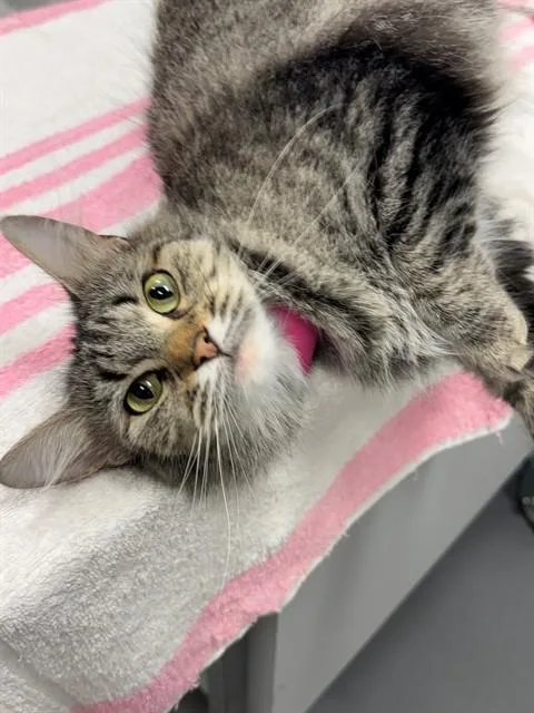A young small-sized female Domestic Long Hair cat named Macaroon for adoption in Peoria, IL