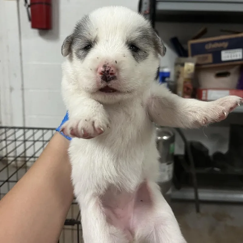 A baby medium-sized female White / Cream Spitz dog named Paris for adoption in Edinburg, TX
