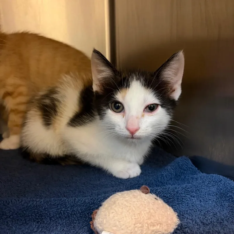 A baby small-sized female White Domestic Short Hair cat named Lucy for adoption in Council Bluffs, IA