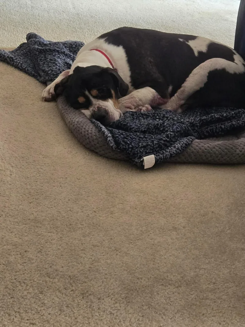 A senior large-sized male English Coonhound dog named Ozzy for adoption in Lockport, IL