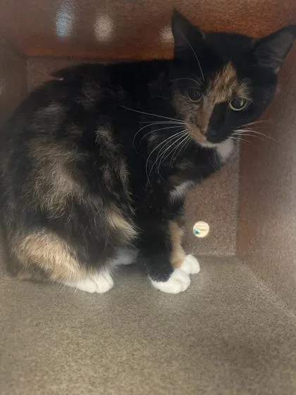 An adult medium-sized female American Shorthair cat named Mystic for adoption in North Richland Hills, TX