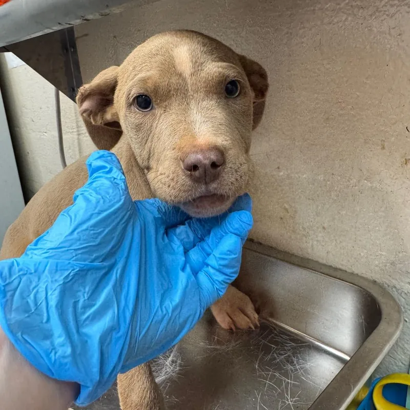 A baby small-sized female Yellow / Tan / Blond / Fawn Pit Bull Terrier dog named Benita for adoption in Birmingham, AL