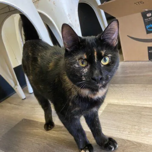 Miso