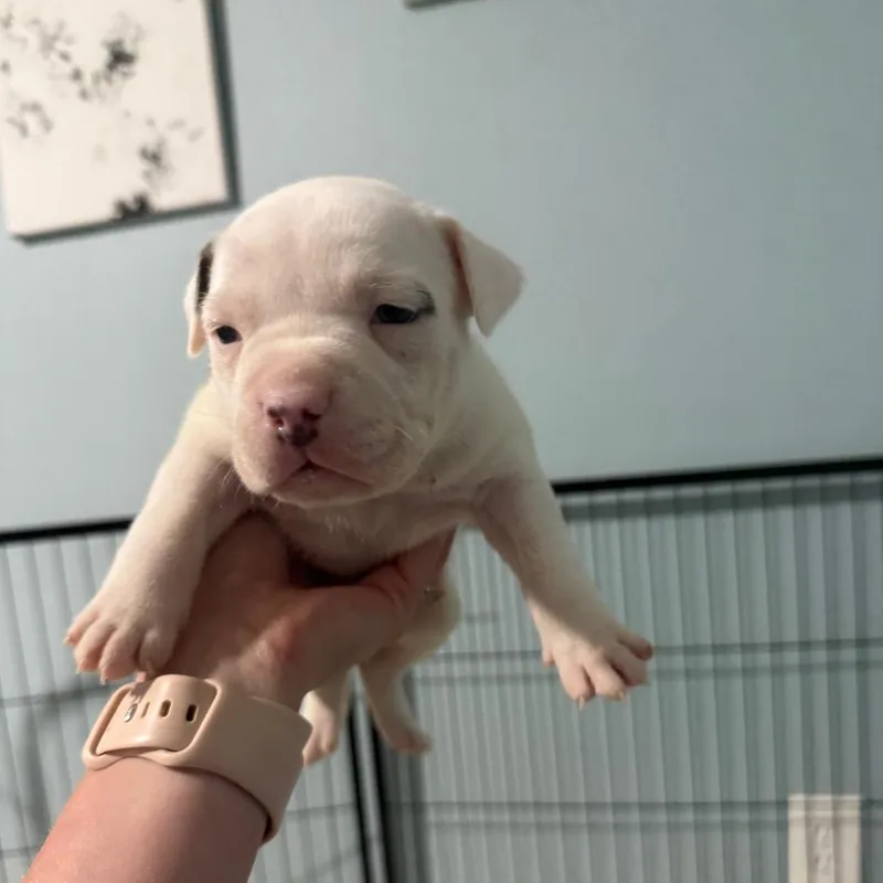 A baby small-sized female Pit Bull Terrier dog named Gnocchi for adoption in Avon, OH