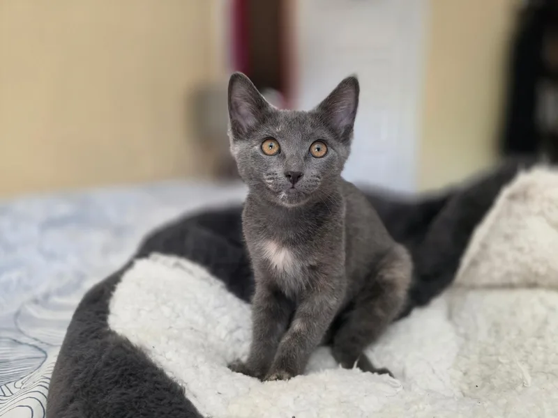 A baby small-sized female Domestic Short Hair cat named Marie for adoption in South Pasadena, CA