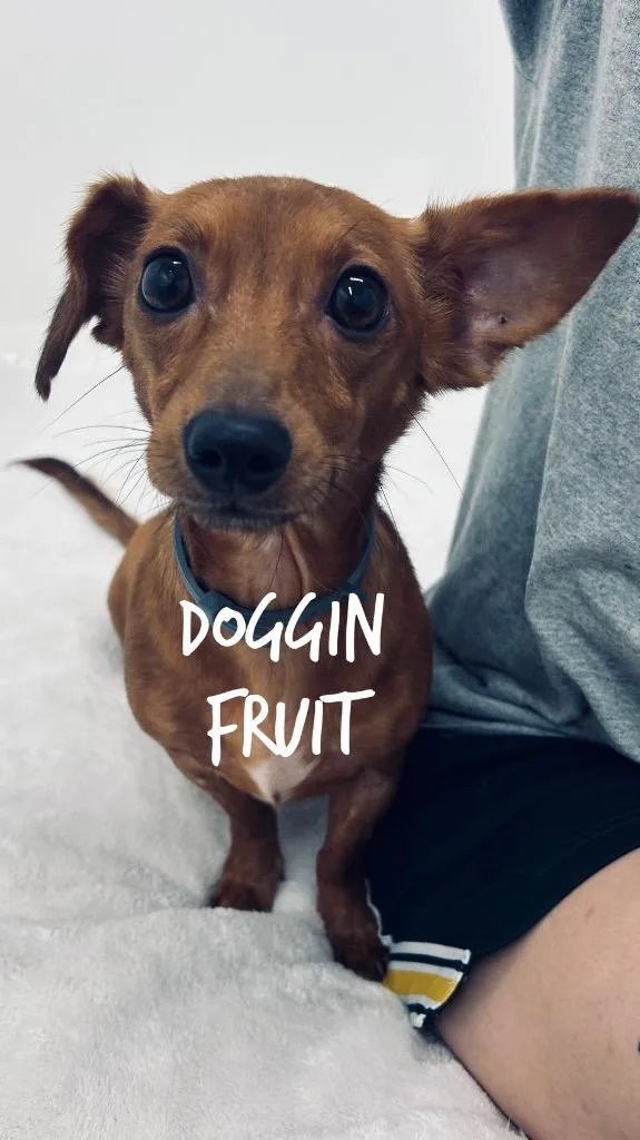 Doggin Fruit