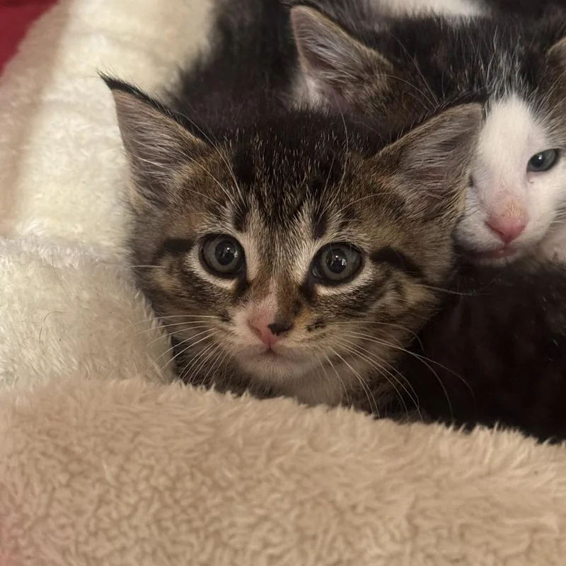 A baby small-sized female Brown / Chocolate Domestic Short Hair cat named Aphrodite for adoption in Starkville, MS