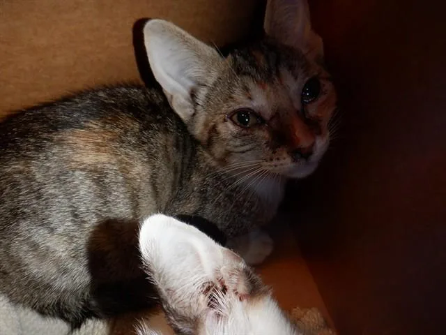 A baby small-sized female Domestic Short Hair cat named Misty for adoption in San Jose, CA