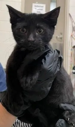 A baby small-sized male Domestic Short Hair cat named Trout for adoption in Fairfax, VA