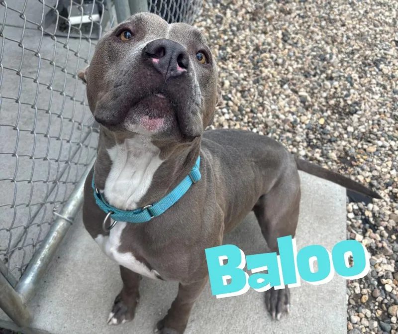 A young large-sized male Gray / Blue / Silver American Staffordshire Terrier dog named Baloo for adoption in Nevada, IA