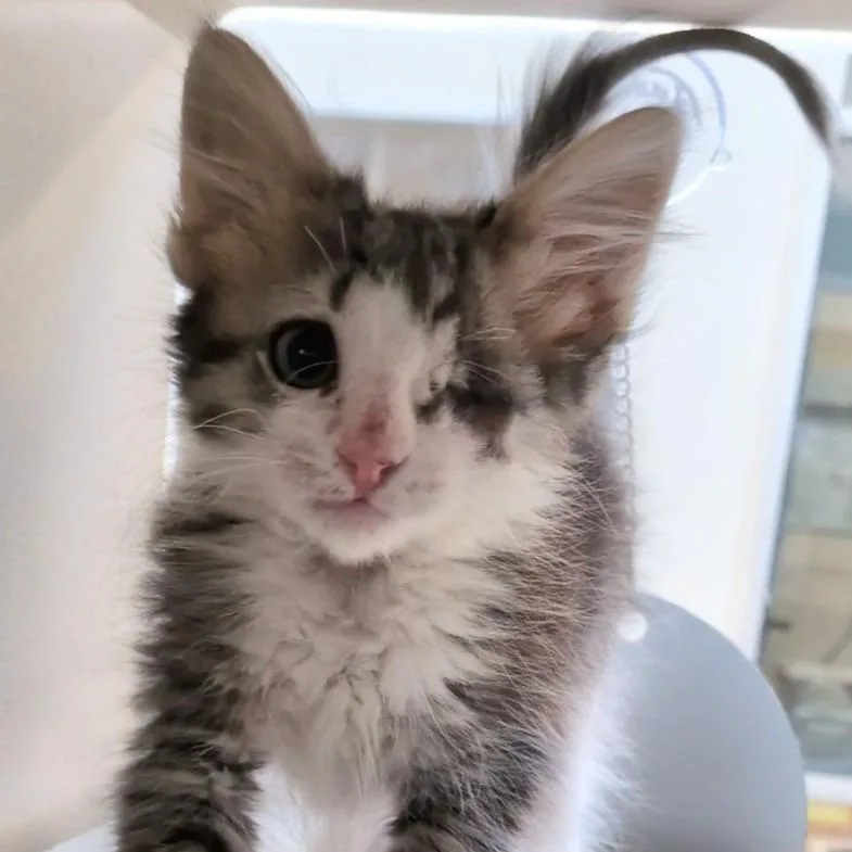 Gidget thumbnail 2