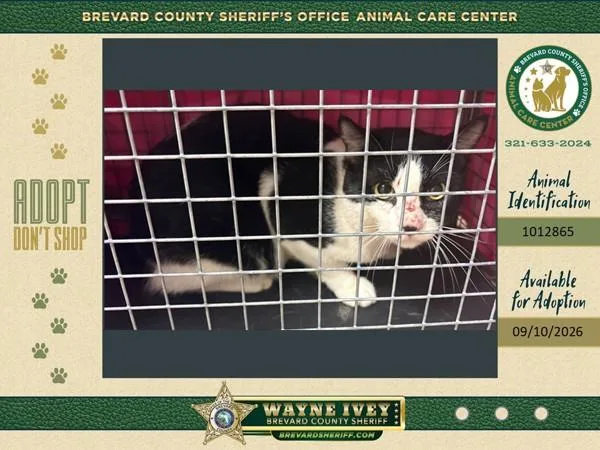 A young large-sized female Domestic Short Hair cat named Marinette for adoption in Melbourne, FL