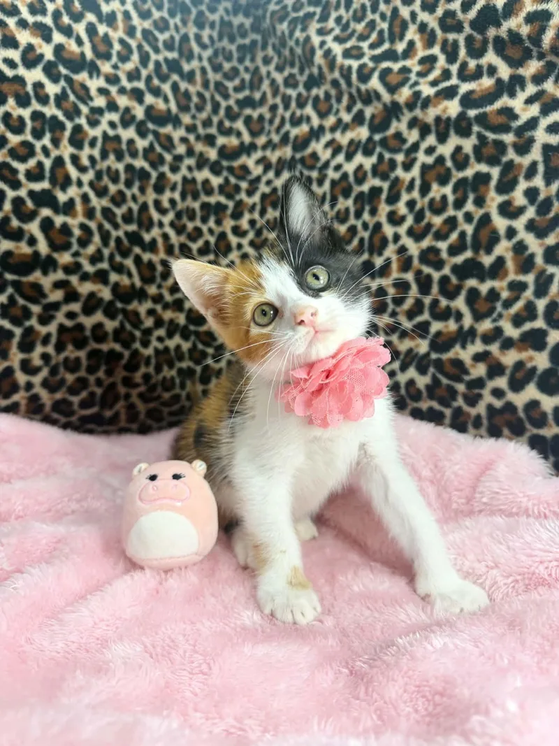 A baby small-sized female Calico cat named Taylor for adoption in Tavares, FL