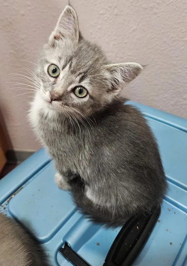 A baby small-sized female Domestic Short Hair cat named Sweet Tart for adoption in Vancouver, WA