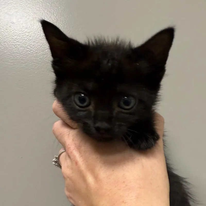 A baby small-sized female Black Domestic Short Hair cat named Palm for adoption in Sand Springs, OK