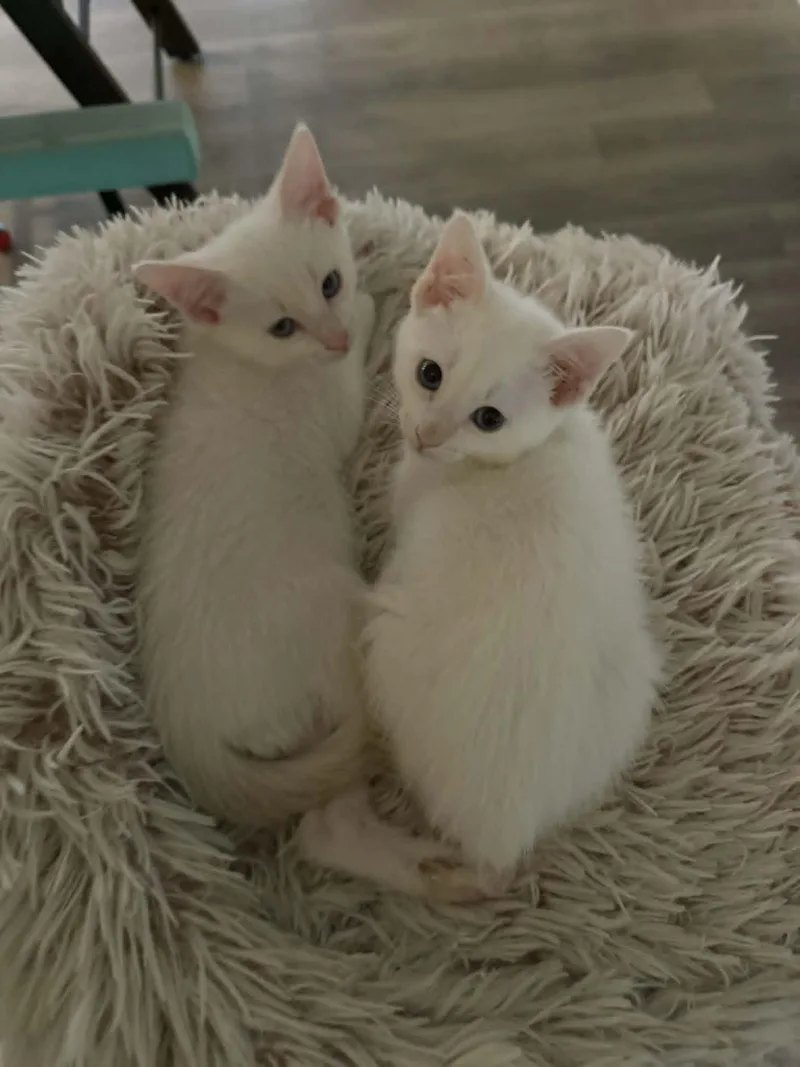 A baby medium-sized male Flame Point Siamese cat named Queso for adoption in Overland Park, KS