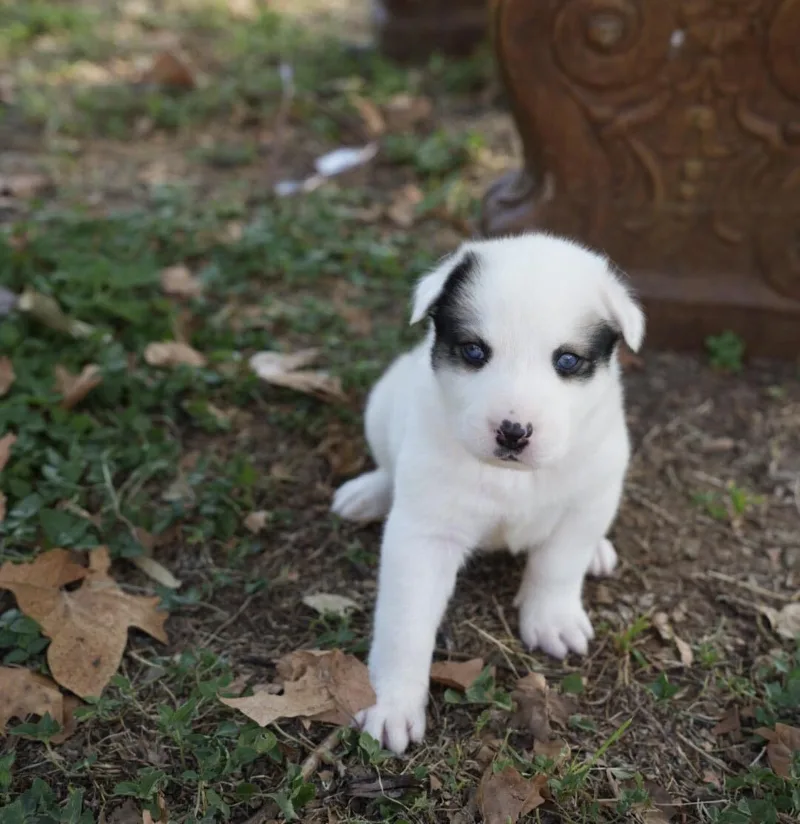 A baby medium-sized female Anatolian Shepherd dog named Coyote for adoption in Pflugerville, TX